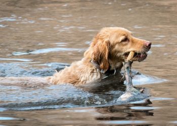 Bakterien im Stausee? Spree-Neiße mit Empfehlungen für Hundehalter