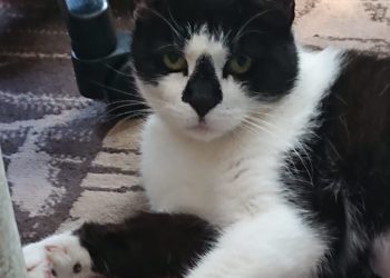 Tierhilfe Südbrandenburg 