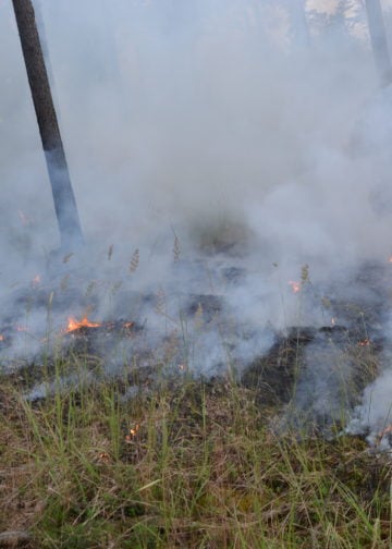 Waldbrand Lieberoser Heide; Foto: Blaulichtreport Lausitz