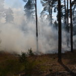 Waldbrand Lieberoser Heide; Foto: Blaulichtreport Lausitz