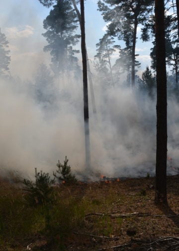 Waldbrand Lieberoser Heide; Foto: Blaulichtreport Lausitz