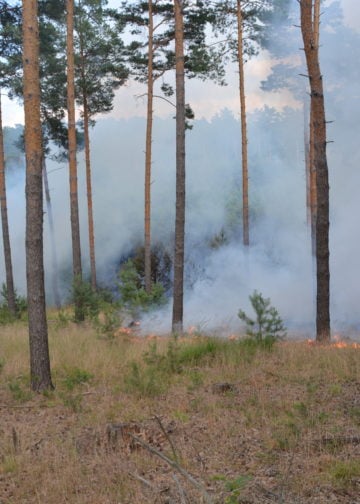 Waldbrand Lieberoser Heide; Foto: Blaulichtreport Lausitz