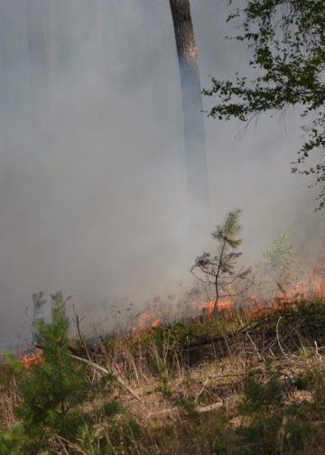 Waldbrand Lieberoser Heide; Foto: Blaulichtreport Lausitz