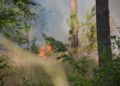 Waldbrand Lieberoser Heide; Foto: Blaulichtreport Lausitz