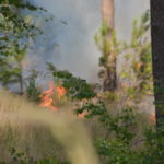 Waldbrand Lieberoser Heide; Foto: Blaulichtreport Lausitz