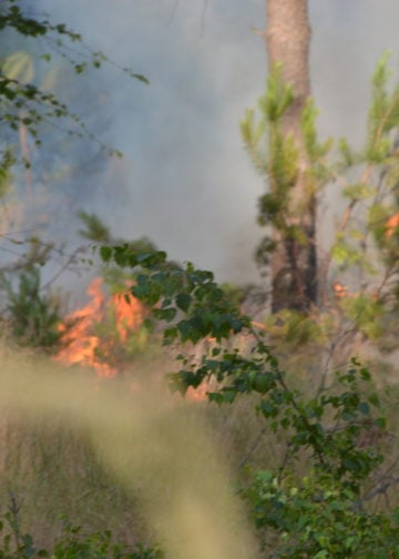 Waldbrand Lieberoser Heide; Foto: Blaulichtreport Lausitz