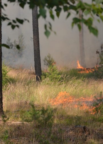 Waldbrand Lieberoser Heide; Foto: Blaulichtreport Lausitz