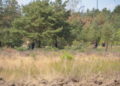 Waldbrand bei Falkenberg/Elster: Foto: Blaulichtreport Lausitz