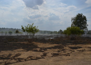 Großschadenslage beim Waldbrand Falkenberg bleibt bestehen