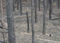 Waldbrand bei Falkenberg/Elster: Foto: Blaulichtreport Lausitz