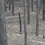 Waldbrand bei Falkenberg/Elster: Foto: Blaulichtreport Lausitz