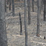 Waldbrand bei Falkenberg/Elster: Foto: Blaulichtreport Lausitz