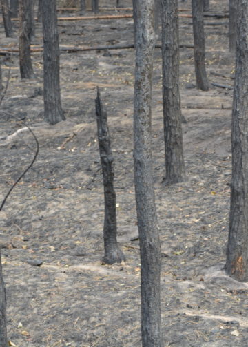 Waldbrand bei Falkenberg/Elster: Foto: Blaulichtreport Lausitz