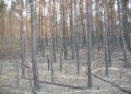 Waldbrand bei Falkenberg/Elster: Foto: Blaulichtreport Lausitz