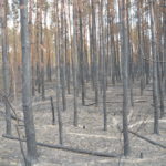 Waldbrand bei Falkenberg/Elster: Foto: Blaulichtreport Lausitz