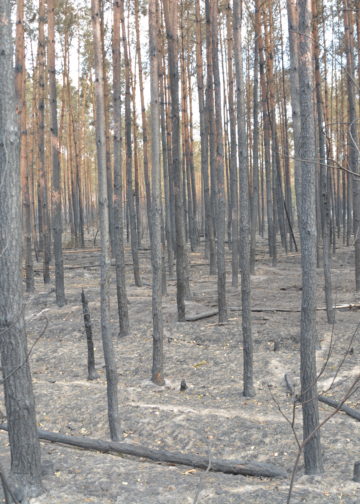 Waldbrand bei Falkenberg/Elster: Foto: Blaulichtreport Lausitz