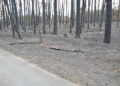 Waldbrand bei Falkenberg/Elster: Foto: Blaulichtreport Lausitz