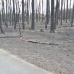 Waldbrand bei Falkenberg/Elster: Foto: Blaulichtreport Lausitz