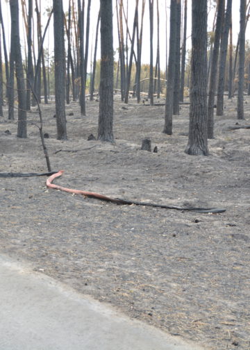 Waldbrand bei Falkenberg/Elster: Foto: Blaulichtreport Lausitz