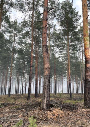 Blaulichtreport Lausitz