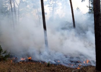 Waldbrand Lieberoser Heide weiter ausgebreitet: 280 Kräfte im Einsatz