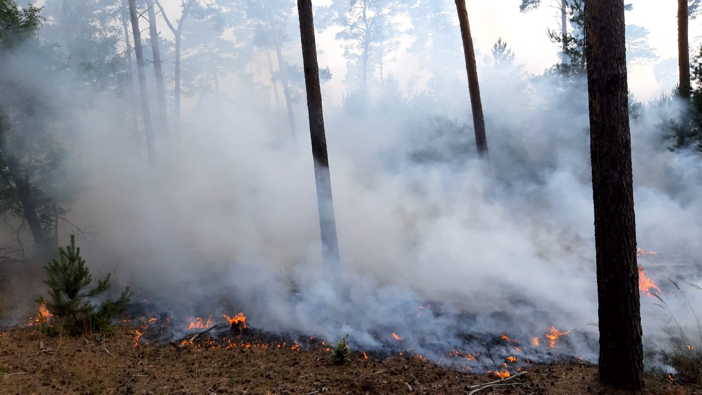 Waldbrände in Oder-Spree: Für Brandenburg entwickelt – neues