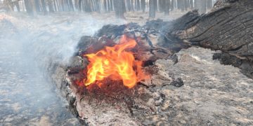 Waldbrand in ElbeElster unter Kontrolle