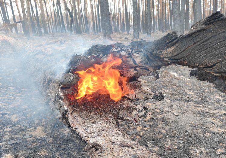 Waldbrand in ElbeElster unter Kontrolle