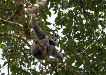 Kletterareal in Planung: Zoo Hoyerswerda startet Crowdfunding-Kampagne