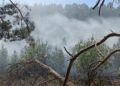 Waldbrand zwischen Münchehofe und Märkisch Buchholz; Foto: Blaulicht LDS und Umgebung