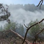 Waldbrand zwischen Münchehofe und Märkisch Buchholz; Foto: Blaulicht LDS und Umgebung