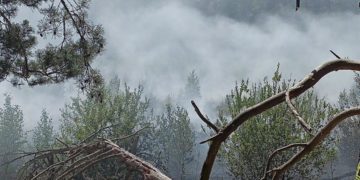 Waldbrand zwischen Münchehofe und Märkisch Buchholz; Foto: Blaulicht LDS und Umgebung
