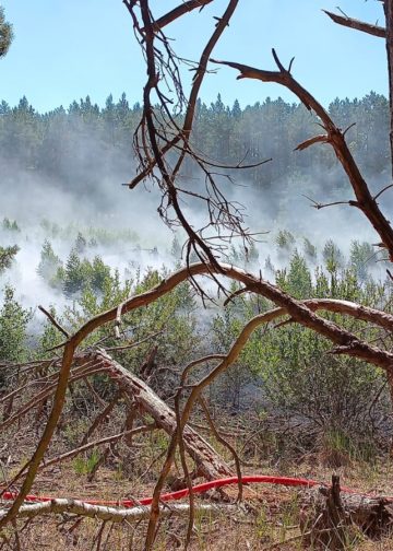 Waldbrand zwischen Münchehofe und Märkisch Buchholz; Foto: Blaulicht LDS und Umgebung