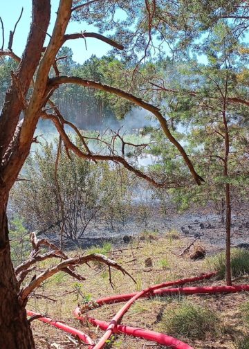 Waldbrand zwischen Münchehofe und Märkisch Buchholz; Foto: Blaulicht LDS und Umgebung