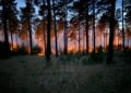 Waldbrand Lieberoser Heide; Blaulicht LDS und Umgebung