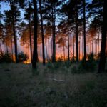 Waldbrand Lieberoser Heide; Blaulicht LDS und Umgebung