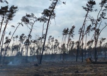 Waldbrand Falkenberg: Einsatzstärke wieder auf 400 Kräfte erhöht