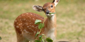 www.zoo-goerlitz.de, C. Hammer