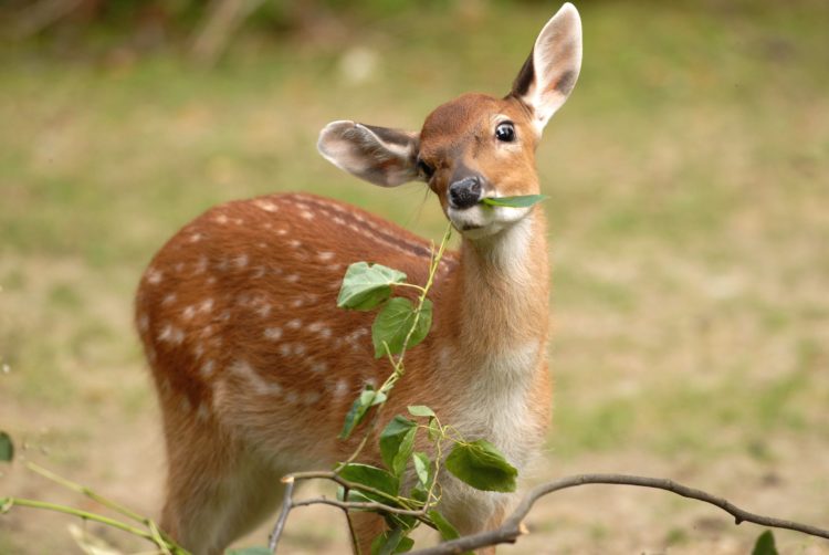 www.zoo-goerlitz.de, C. Hammer