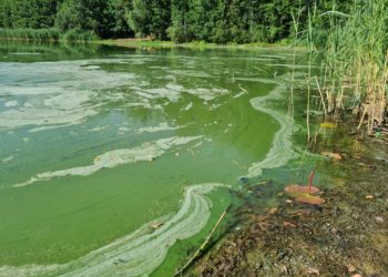Weiterhin Blaualgen im Cottbuser Madlower und Branitzer See
