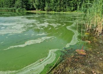 Cottbus: Baden verboten! Blaualgen im Madlower und im Branitzer See