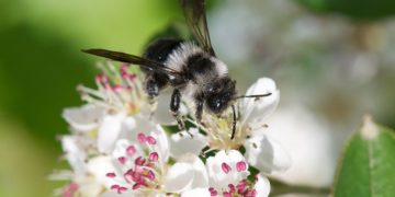 Wildbiene, www.pixabay.de