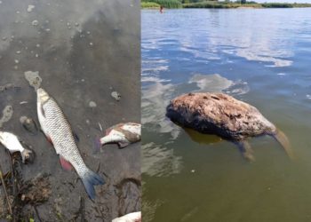 Toter Biber und Fische in der Oder; Foto: Pawel Wita