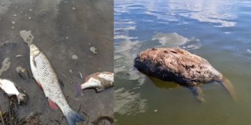 Toter Biber und Fische in der Oder; Foto: Pawel Wita