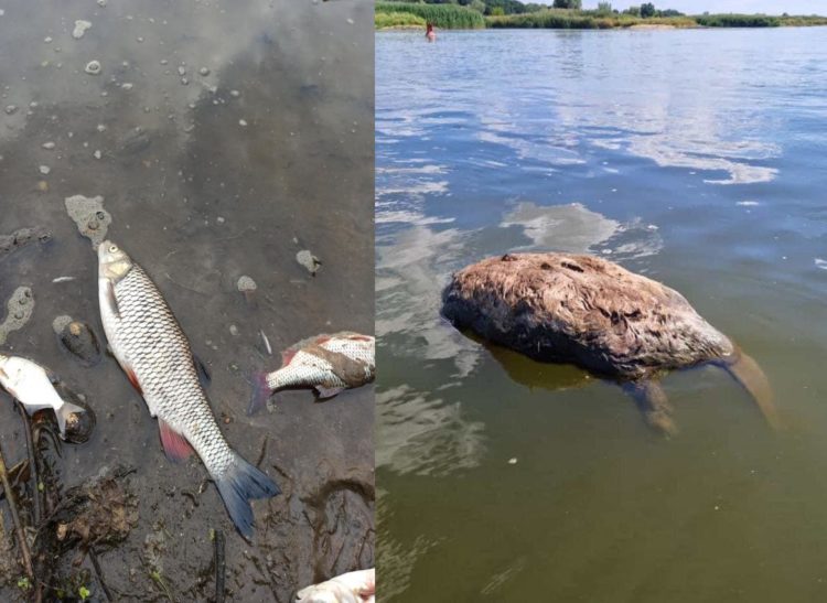 Toter Biber und Fische in der Oder; Foto: Pawel Wita