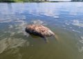 Toter Biber und Fische in der Oder; Foto: Pawel Wita