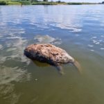 Toter Biber und Fische in der Oder; Foto: Pawel Wita