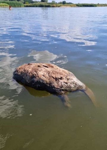 Toter Biber und Fische in der Oder; Foto: Pawel Wita