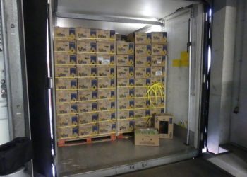 Rekordfund in Brandenburg: 660 Kilogramm Kokain sichergestellt