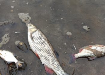 Verseuchte Oder? Tonnenweise toter Fisch & Biber. Nutzungswarnung!
